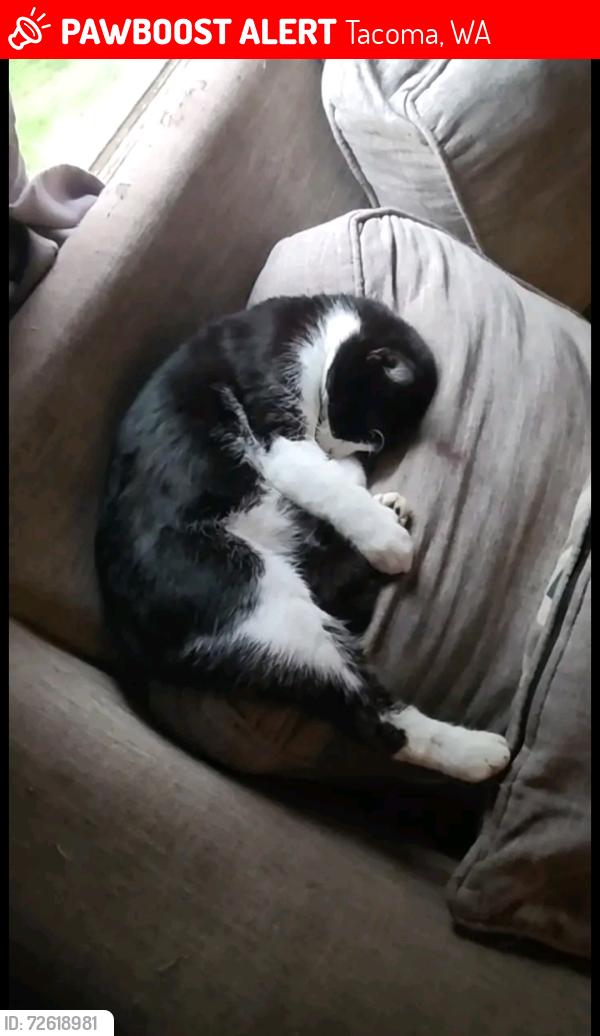 Lost Male Cat last seen Stewart Heights Park, Tacoma, WA 98404