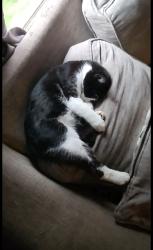 Lost Male Cat last seen Stewart Heights Park, Tacoma, WA 98404