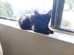Lost Male Cat last seen La Palma and Magnolia in Anaheim (Magnolia Plaza apmts), Anaheim, CA 92801