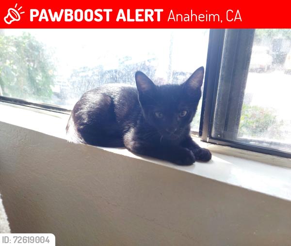 Lost Male Cat last seen La Palma and Magnolia in Anaheim (Magnolia Plaza apmts), Anaheim, CA 92801