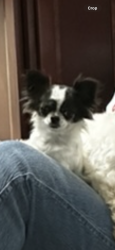 Lost Female Dog last seen Newbridge and Montclair , Elgin, IL 60123