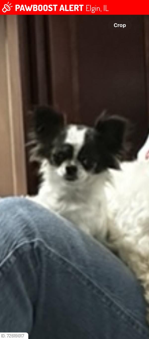 Lost Female Dog last seen Newbridge and Montclair , Elgin, IL 60123