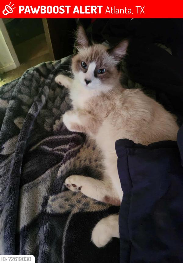 Lost Male Cat last seen Near Crestview , Atlanta, TX 75551