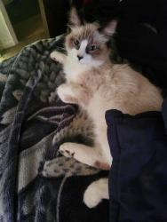 Lost Male Cat last seen Near Crestview , Atlanta, TX 75551