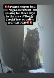 Reunited Male Cat last seen Springlake Village Blvd / Boggy Creek Rd, Osceola County, FL 34744