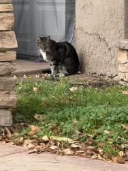 Lost Female Cat last seen Blue Lake Dr, Lake Murray Blvd, San Diego, CA 92119