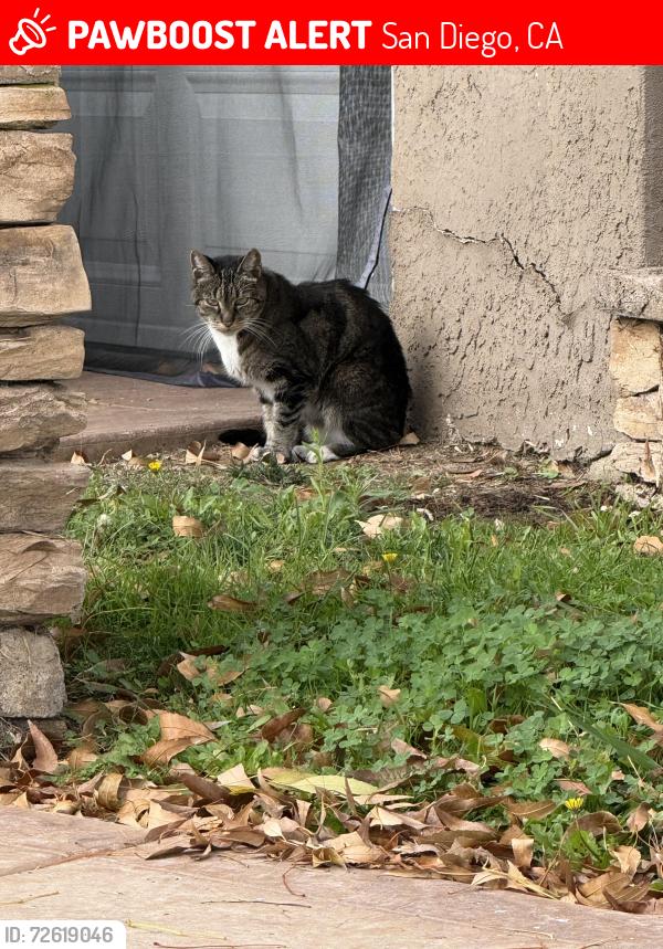 Lost Female Cat last seen Blue Lake Dr, Lake Murray Blvd, San Diego, CA 92119
