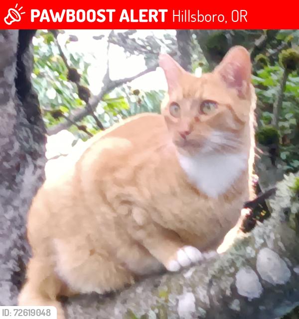 Lost Male Cat last seen 209th tvhwy aloha ore, Hillsboro, OR 97003