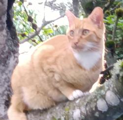 Lost Male Cat last seen 209th tvhwy aloha ore, Hillsboro, OR 97003