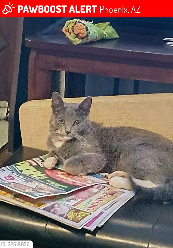 Lost Male Cat last seen Cactus and 19ave , Phoenix, AZ 85029