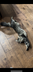 Lost Female Cat last seen 2nd Street, close to New Skin, Bellevue, WA 98004