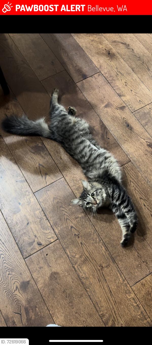 Lost Female Cat last seen 2nd Street, close to New Skin, Bellevue, WA 98004