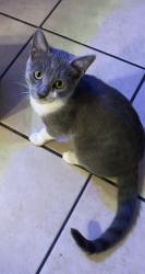 Lost Female Cat last seen Florence and Pacific, Huntington Park, CA 90255