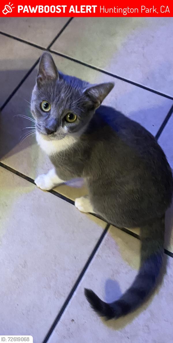 Lost Female Cat last seen Florence and Pacific, Huntington Park, CA 90255