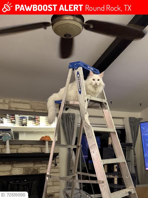 Lost Male Cat last seen West creek loop, Round Rock, TX 78681