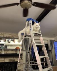 Lost Male Cat last seen West creek loop, Round Rock, TX 78681