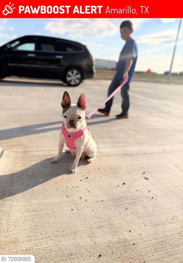 Lost Female Dog last seen 28th and Nelson near Caprock high school, Amarillo, TX 79103