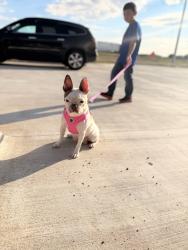Lost Female Dog last seen 28th and Nelson near Caprock high school, Amarillo, TX 79103