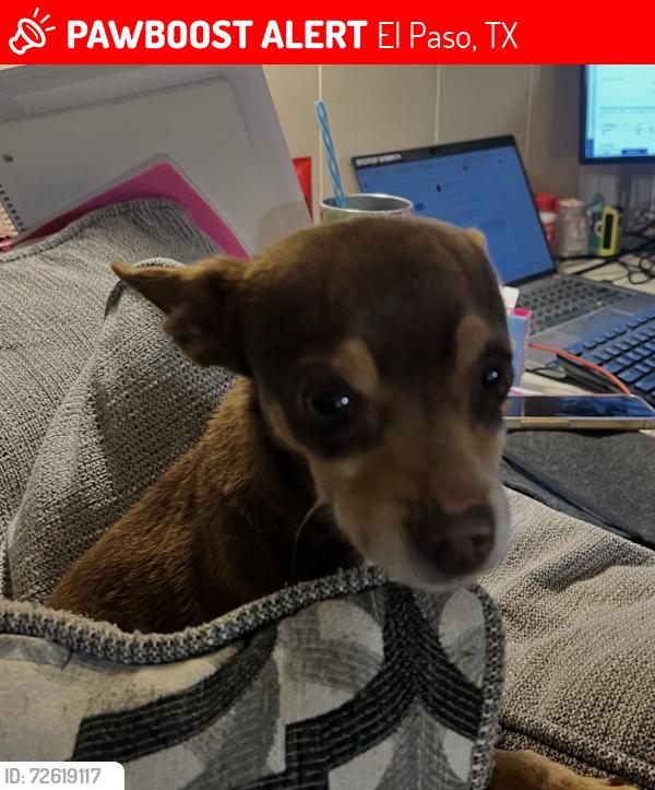 Lost Male Dog last seen Rushing and near Coach Archie Duran elementary , El Paso, TX 79924