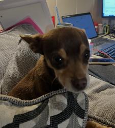 Lost Male Dog last seen Rushing and near Coach Archie Duran elementary , El Paso, TX 79924