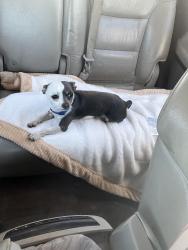 Lost Male Dog last seen Near Texas rd big spring tx , Big Spring, TX 79720