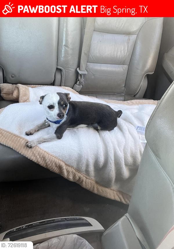 Lost Male Dog last seen Near Texas rd big spring tx , Big Spring, TX 79720