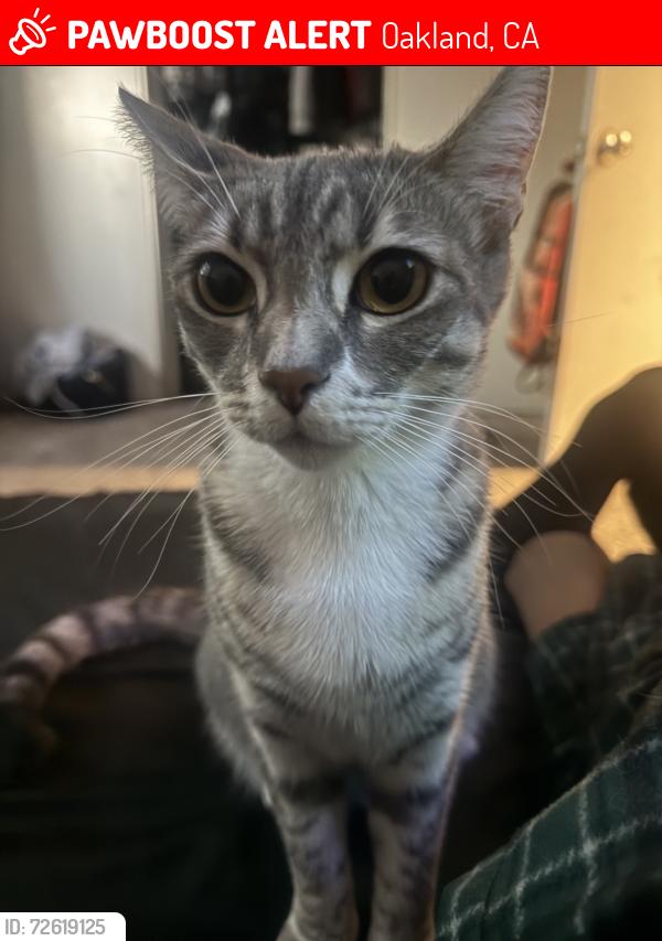 Lost Female Cat last seen Adams point, Oakland, CA 94610