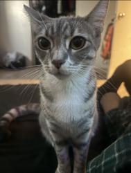 Lost Female Cat last seen Adams point, Oakland, CA 94610