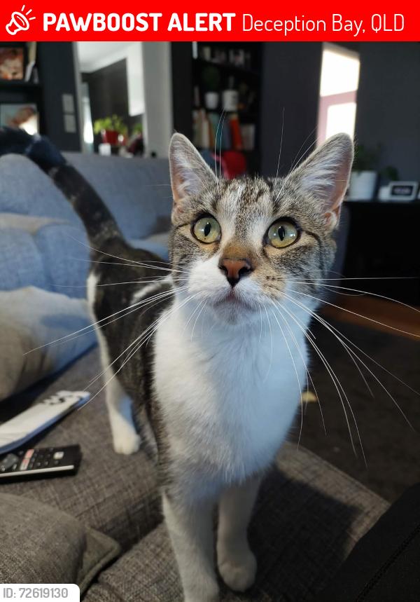 Lost Female Cat last seen Deception Bay market square, Deception Bay, QLD 4508