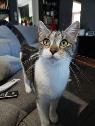 Lost Female Cat last seen Deception Bay market square, Deception Bay, QLD 4508