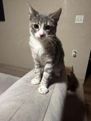 Lost Male Cat last seen Adams point, Oakland, CA 94610
