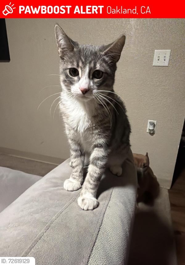 Lost Male Cat last seen Adams point, Oakland, CA 94610