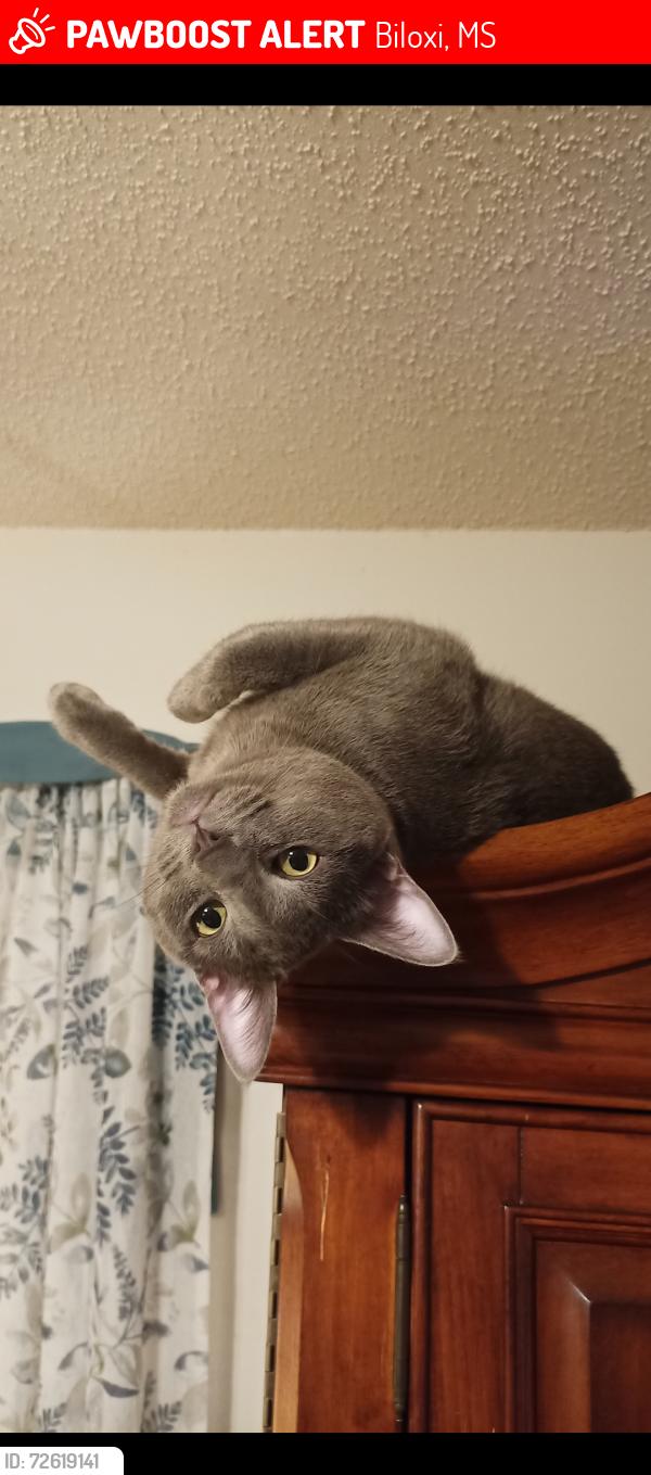Lost Male Cat last seen Pass Rd and Beach Boulevard , Biloxi, MS 39531