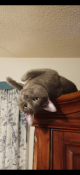 Lost Male Cat last seen Pass Rd and Beach Boulevard , Biloxi, MS 39531