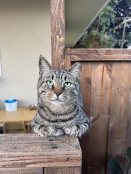 Lost Male Cat last seen Copp Road & Kepa Road above Lower Kula Rd, Kula, HI 96790