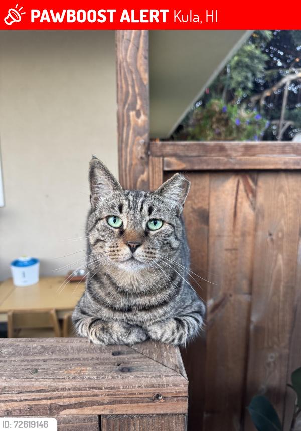 Lost Male Cat last seen Copp Road & Kepa Road above Lower Kula Rd, Kula, HI 96790