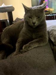 Lost Male Cat last seen Douglas Ridge Trail, Douglasville, GA 30135