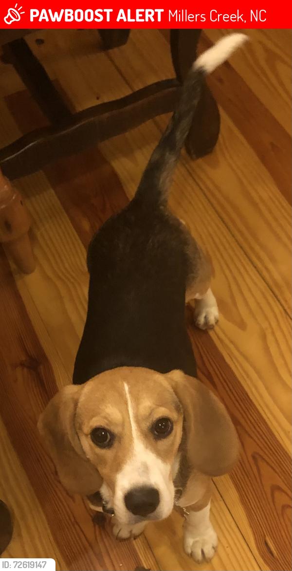 Lost Female Dog last seen Shingle Gap Road, Millers Creek, NC 28651