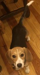 Lost Female Dog last seen Shingle Gap Road, Millers Creek, NC 28651