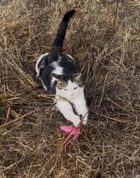 Lost Male Cat last seen Santiago Street, San Francisco, CA 94116