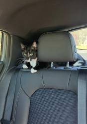 Lost Female Cat last seen Nolana and Ware rd, McAllen, TX 78501