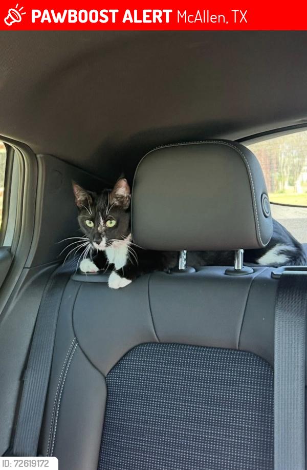 Lost Female Cat last seen Nolana and Ware rd, McAllen, TX 78501
