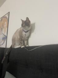 Lost Female Cat last seen Near North Church ST Lodi CA 95240, Lodi, CA 95240