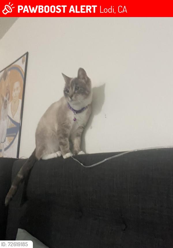 Lost Female Cat last seen Near North Church ST Lodi CA 95240, Lodi, CA 95240
