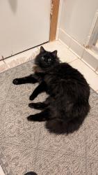 Lost Female Cat last seen Roscoe Lewis Rd and Little Savannah Rd , Sylva, NC 28779