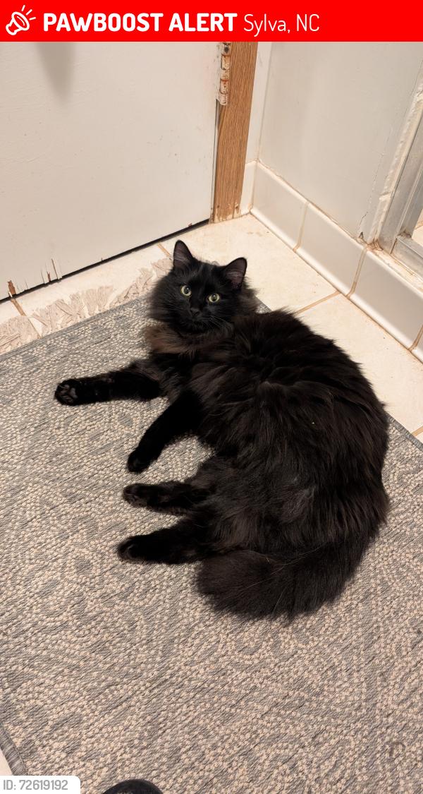 Lost Female Cat last seen Roscoe Lewis Rd and Little Savannah Rd , Sylva, NC 28779