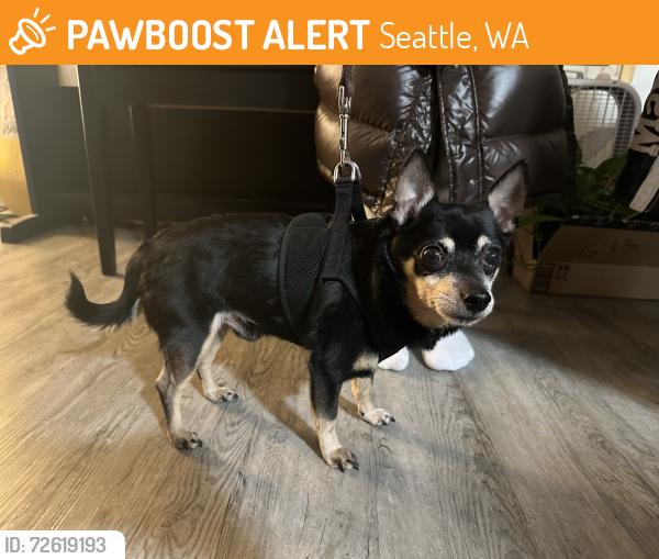 Found/Stray Male Dog last seen The Lookout Bar, 757 Bellevue Ave E, Seattle, WA 98102, Seattle, WA 98102