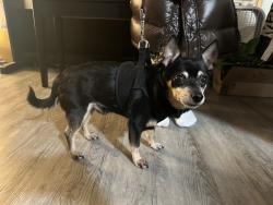 Found/Stray Male Dog last seen The Lookout Bar, 757 Bellevue Ave E, Seattle, WA 98102, Seattle, WA 98102