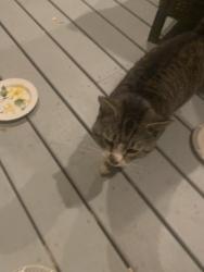Found/Stray Unknown Cat last seen Bay oak drive Lewes Delaware , Sussex County, DE 19958