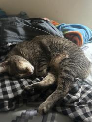 Lost Female Cat last seen In the neighborhood, Cary, NC 27513